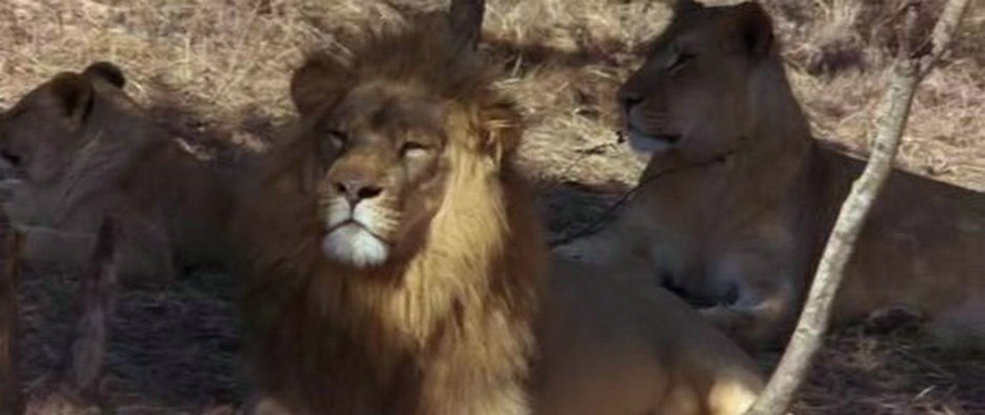 可爱的动物剧照的剧照