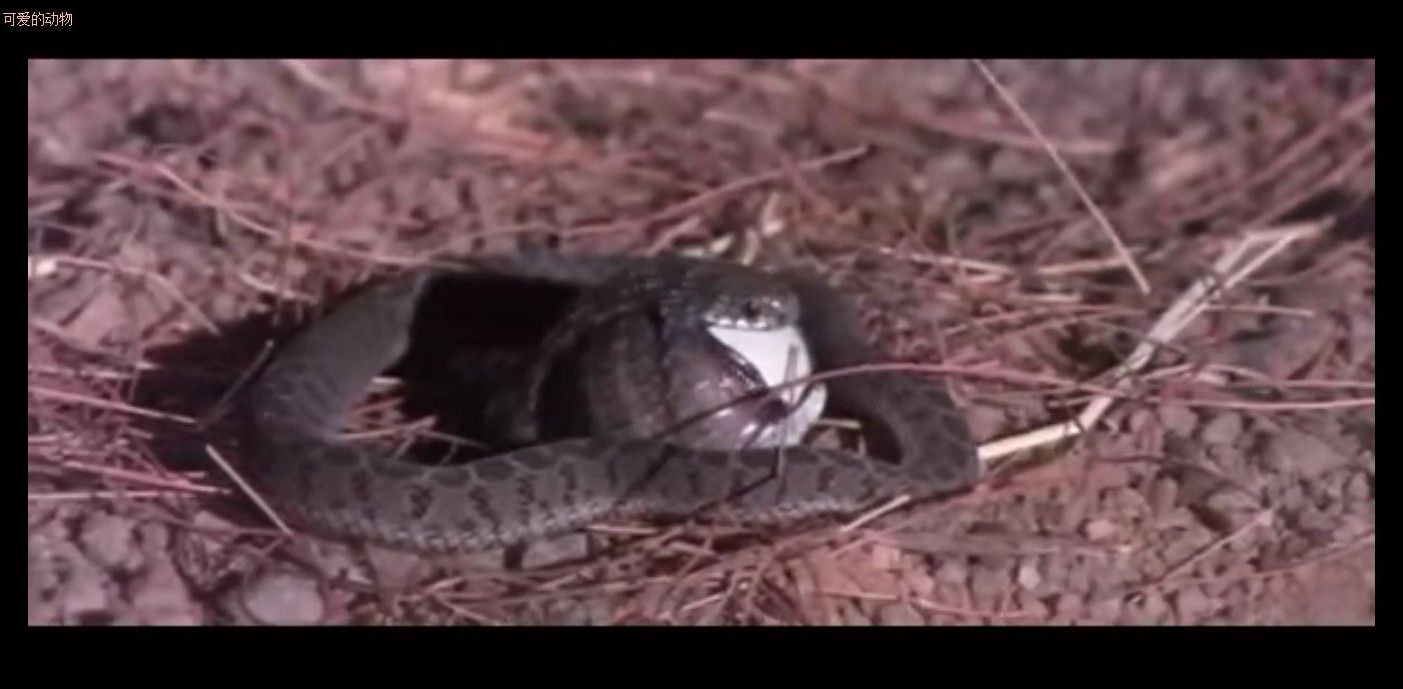 可爱的动物剧照的剧照