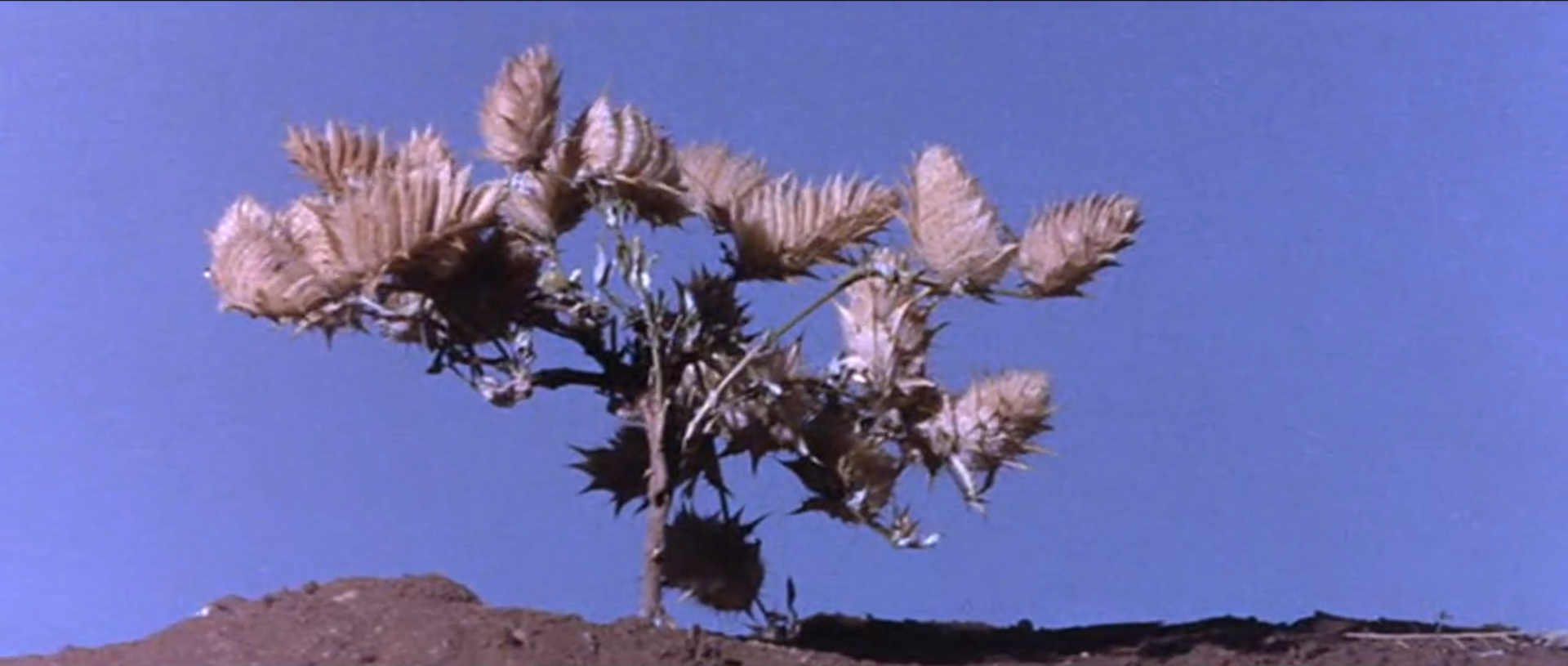 可爱的动物剧照的剧照