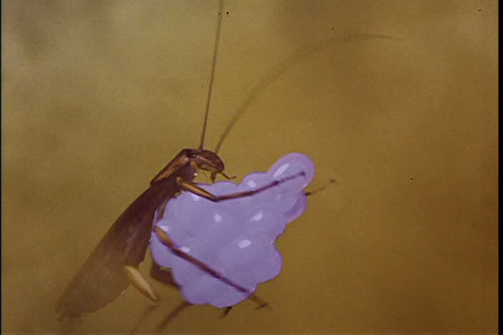 蟑螂总动员剧照的剧照