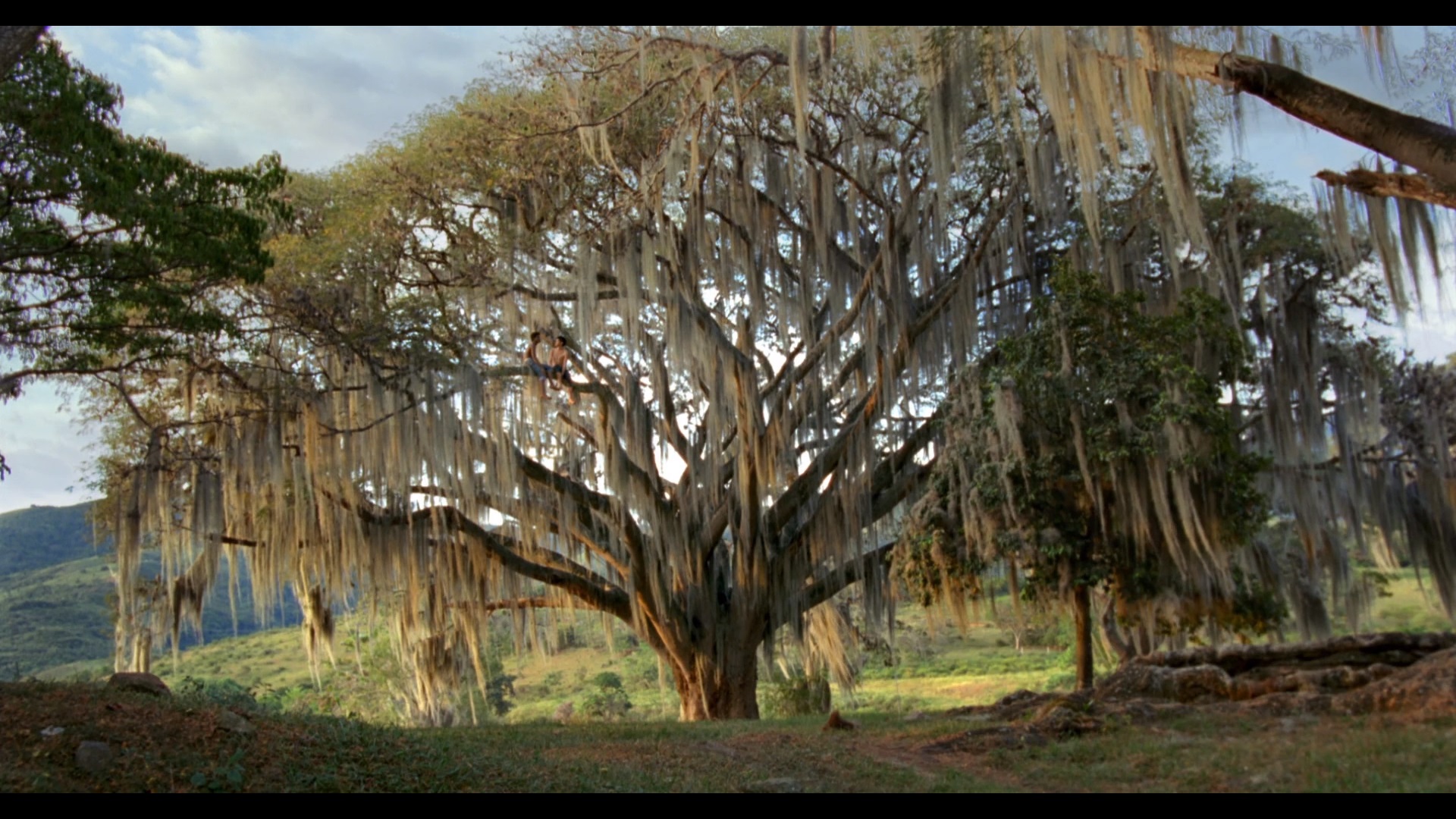 真菌剧照的剧照