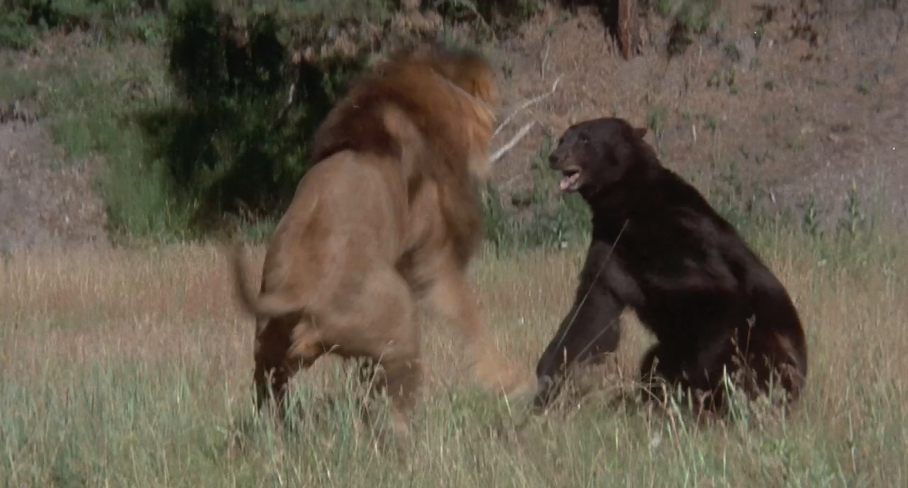 拿破仑与萨曼莎剧照的剧照