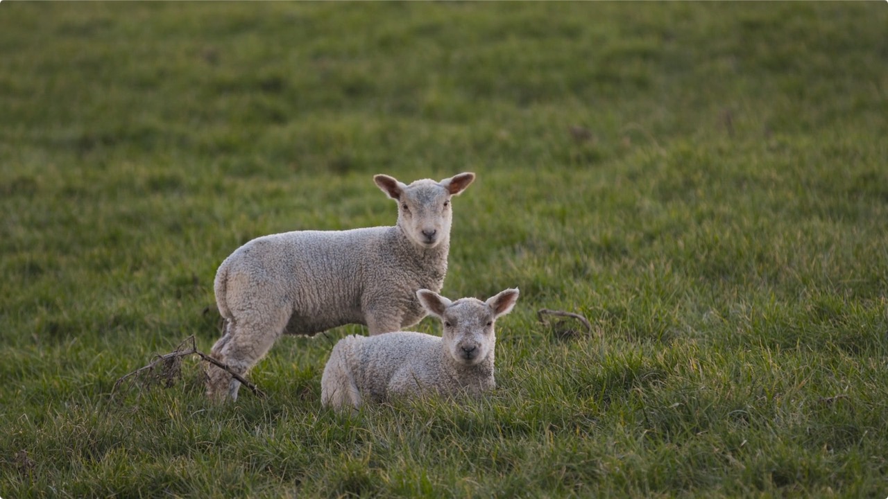 权力的游戏：最后的守夜人剧照的剧照