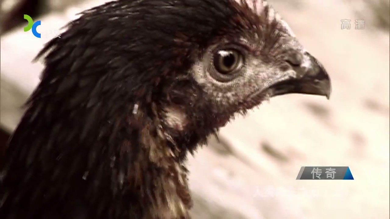 国家地理：人类消失之后剧照的剧照