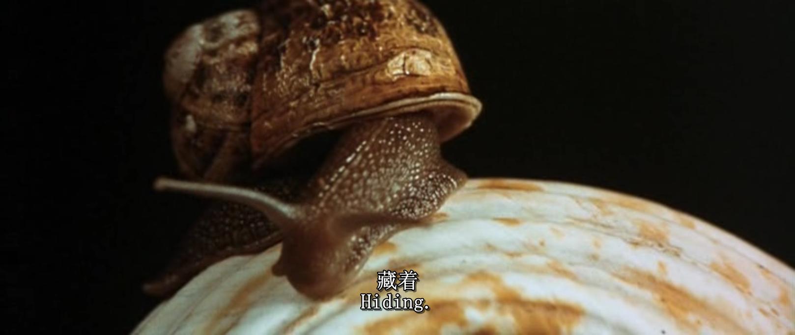 凶眼剧照的剧照