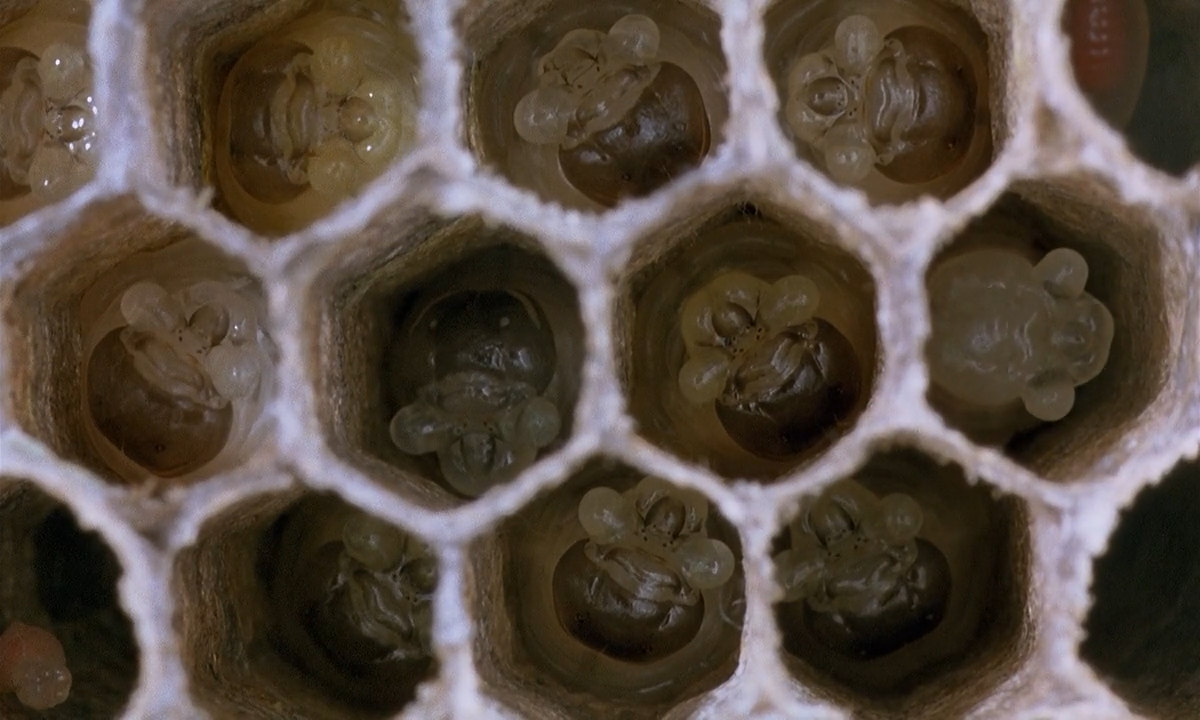 微观世界剧照的剧照