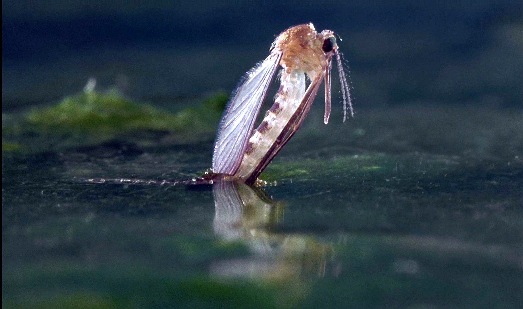 微观世界剧照的剧照