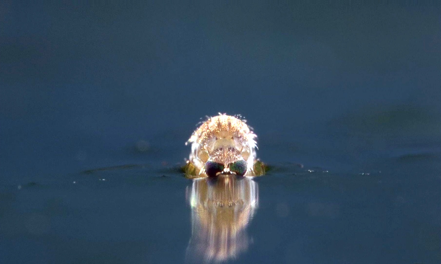 微观世界剧照的剧照