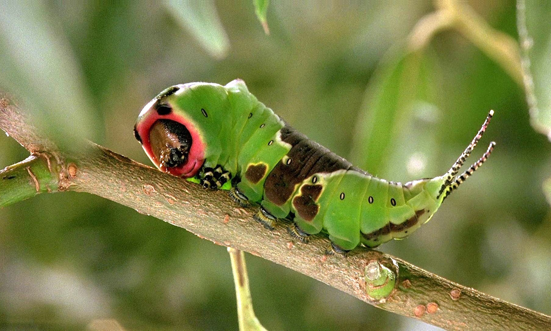 微观世界剧照的剧照