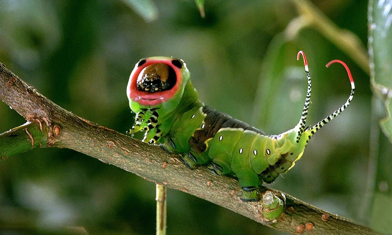 微观世界剧照的剧照