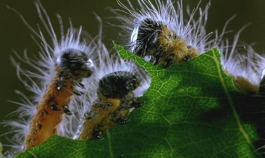 微观世界剧照的剧照