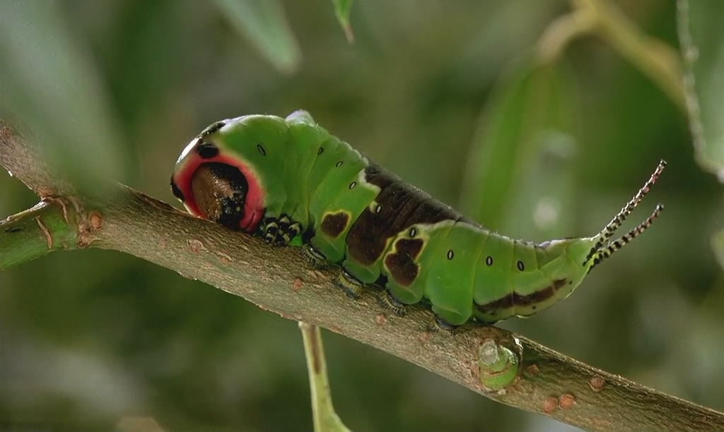 微观世界剧照的剧照