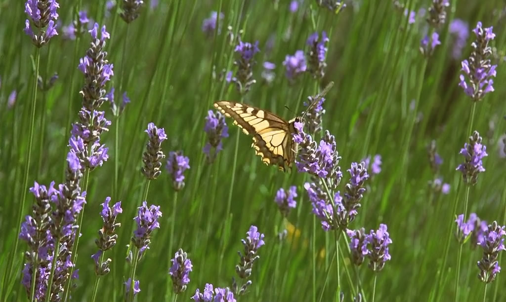 微观世界剧照的剧照