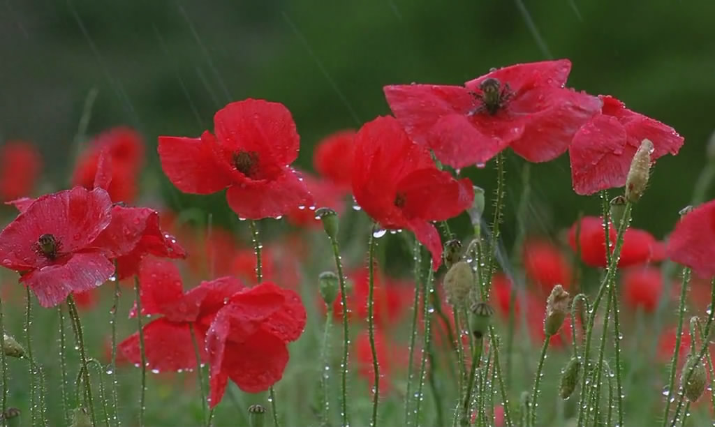 微观世界剧照的剧照