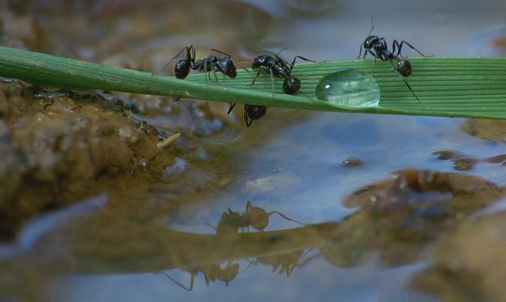 微观世界剧照的剧照