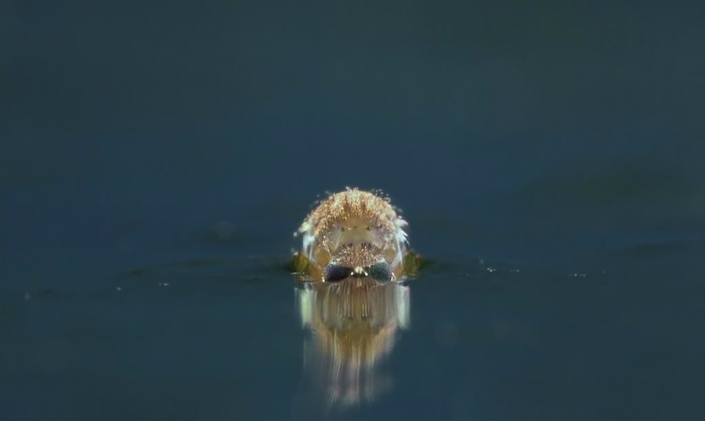 微观世界剧照的剧照