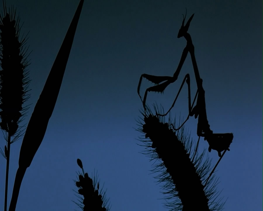 微观世界剧照的剧照