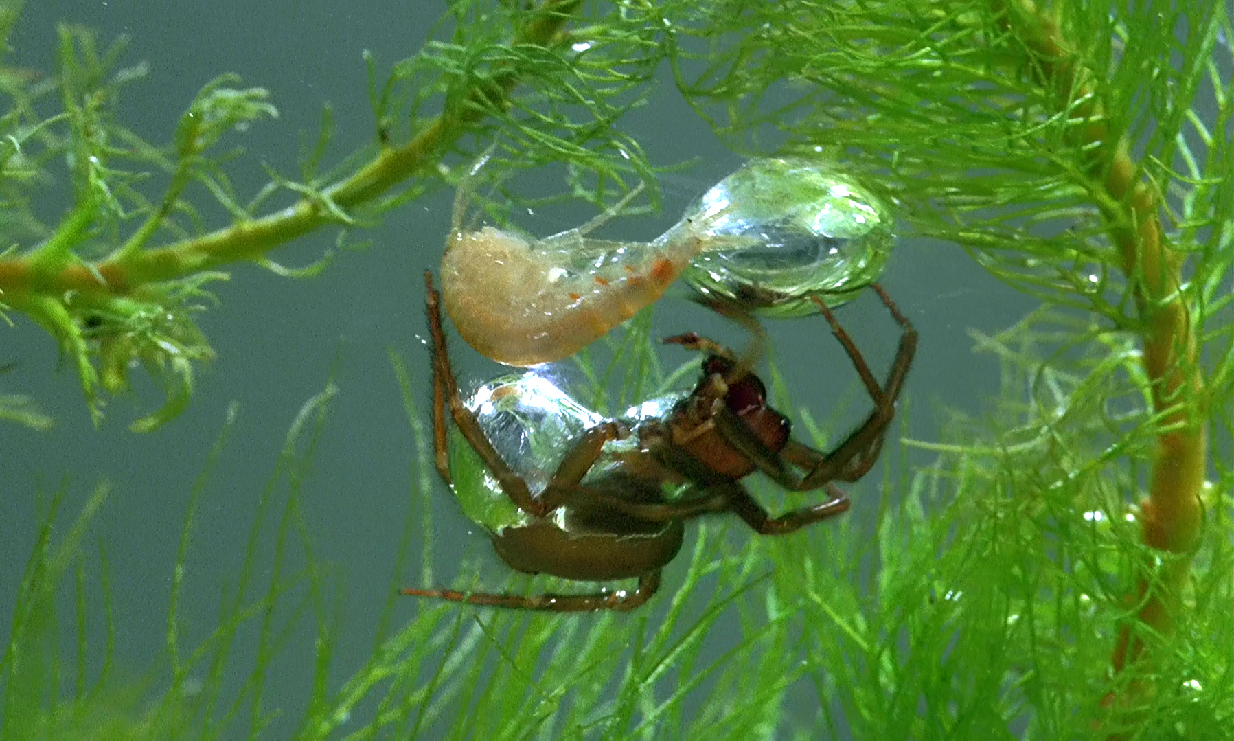 微观世界剧照的剧照