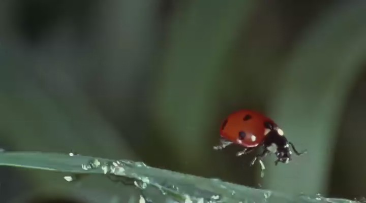 微观世界剧照的剧照