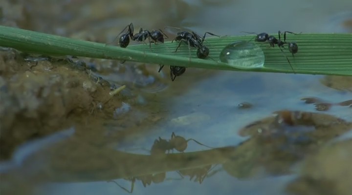 微观世界剧照的剧照