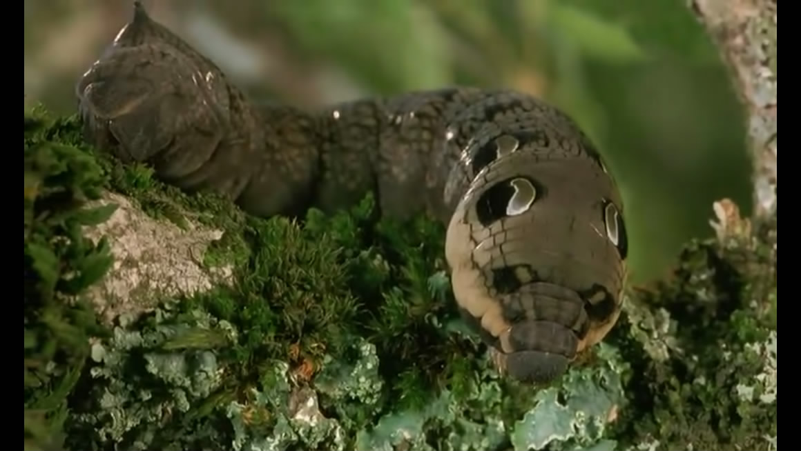 微观世界剧照的剧照