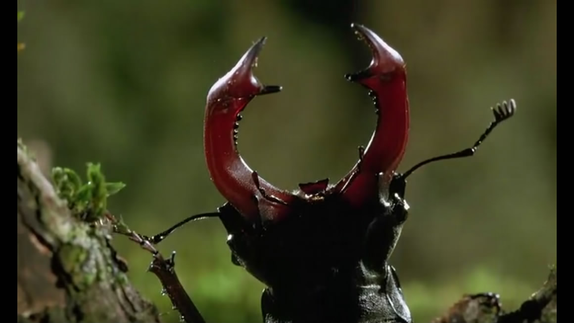 微观世界剧照的剧照