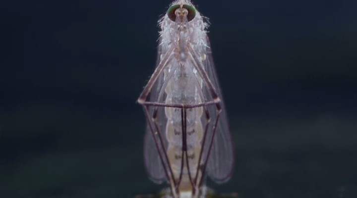 微观世界剧照的剧照