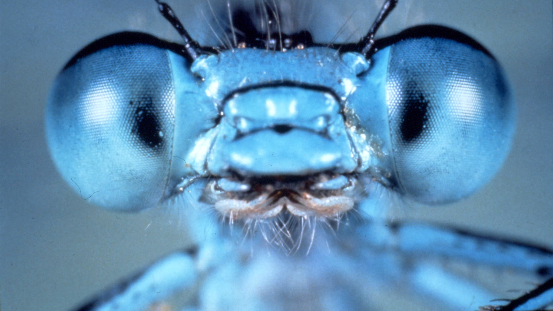 微观世界剧照的剧照