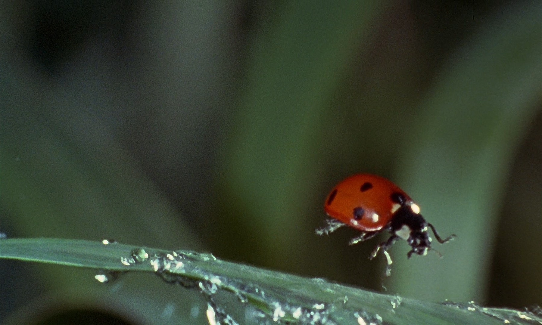 微观世界剧照的剧照