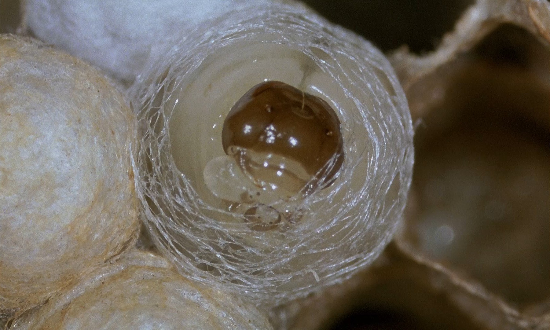 微观世界剧照的剧照