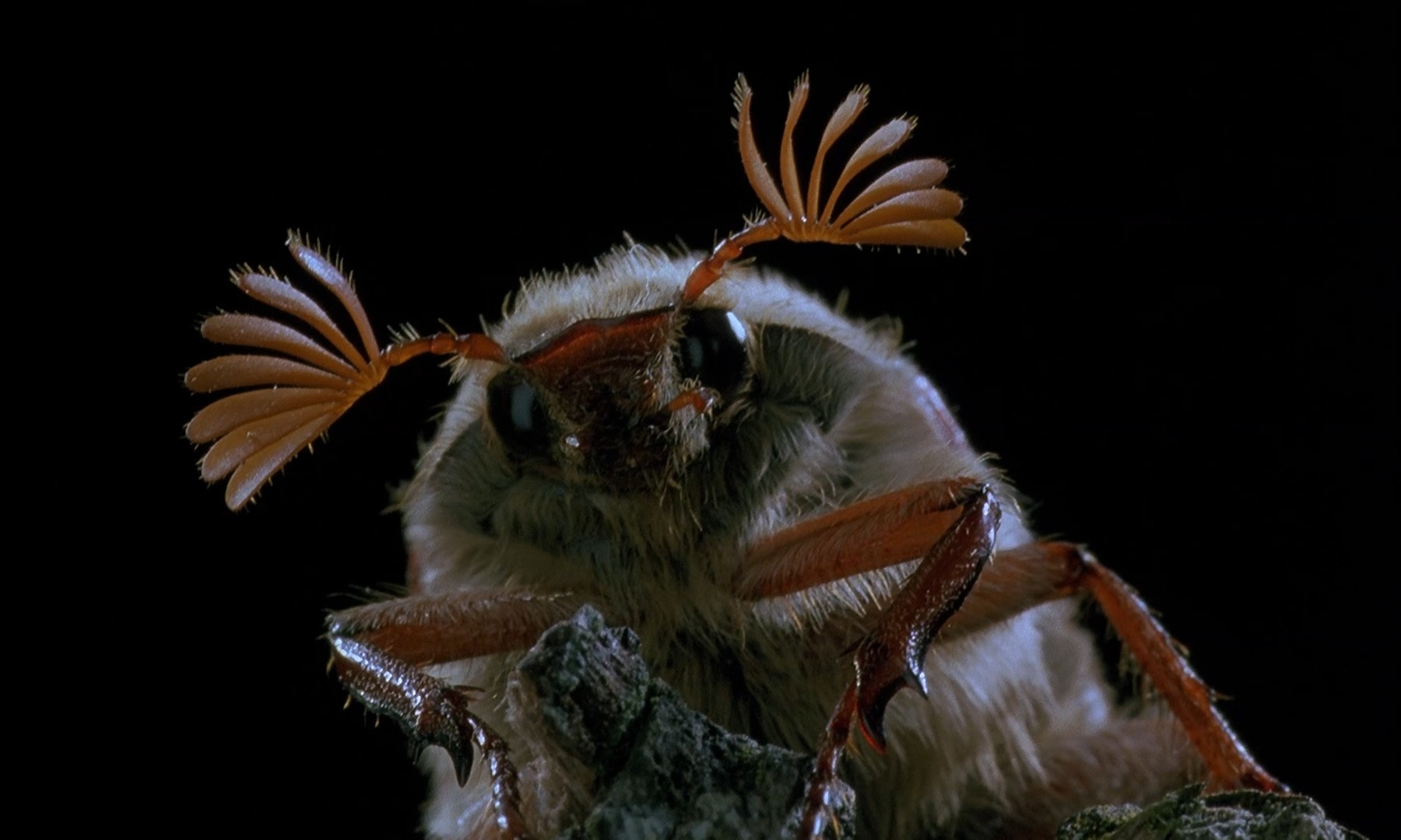 微观世界剧照的剧照