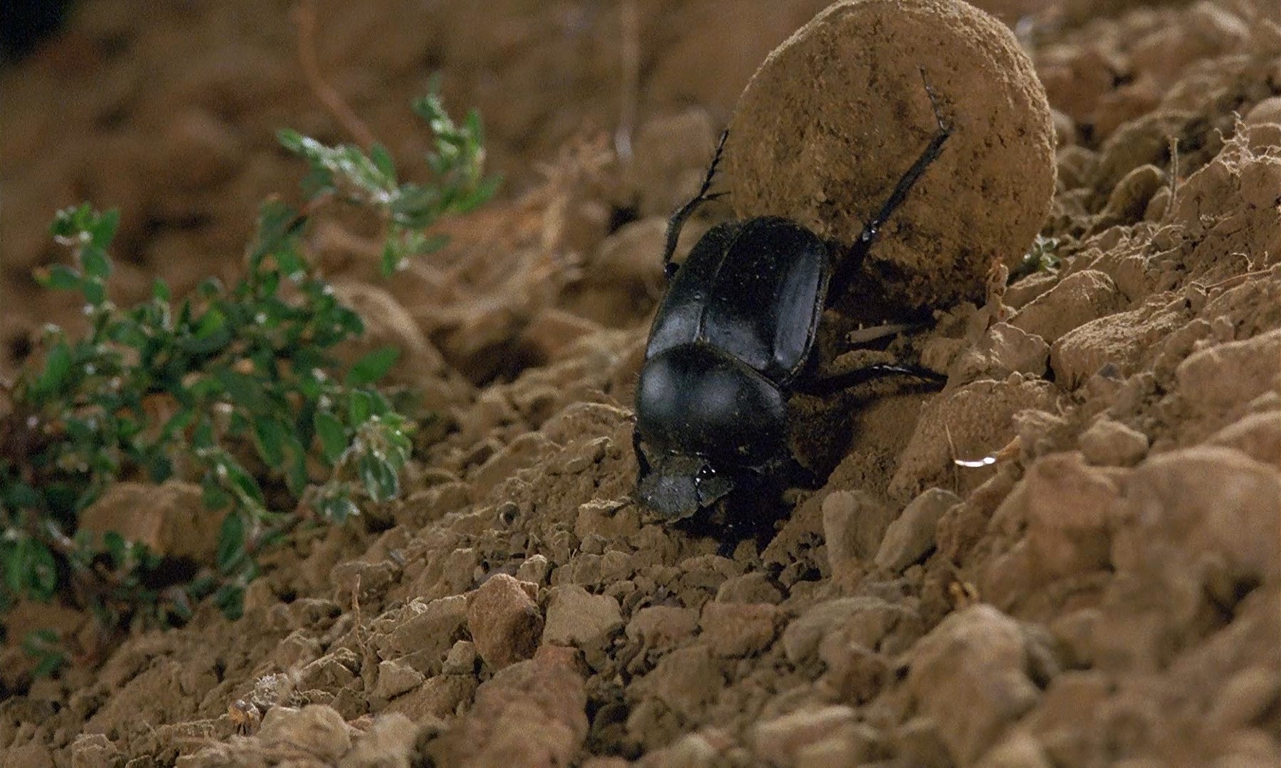 微观世界剧照的剧照