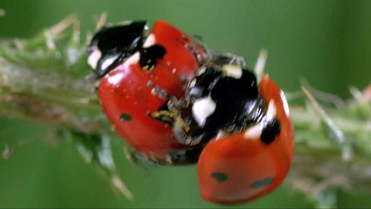 微观世界剧照的剧照