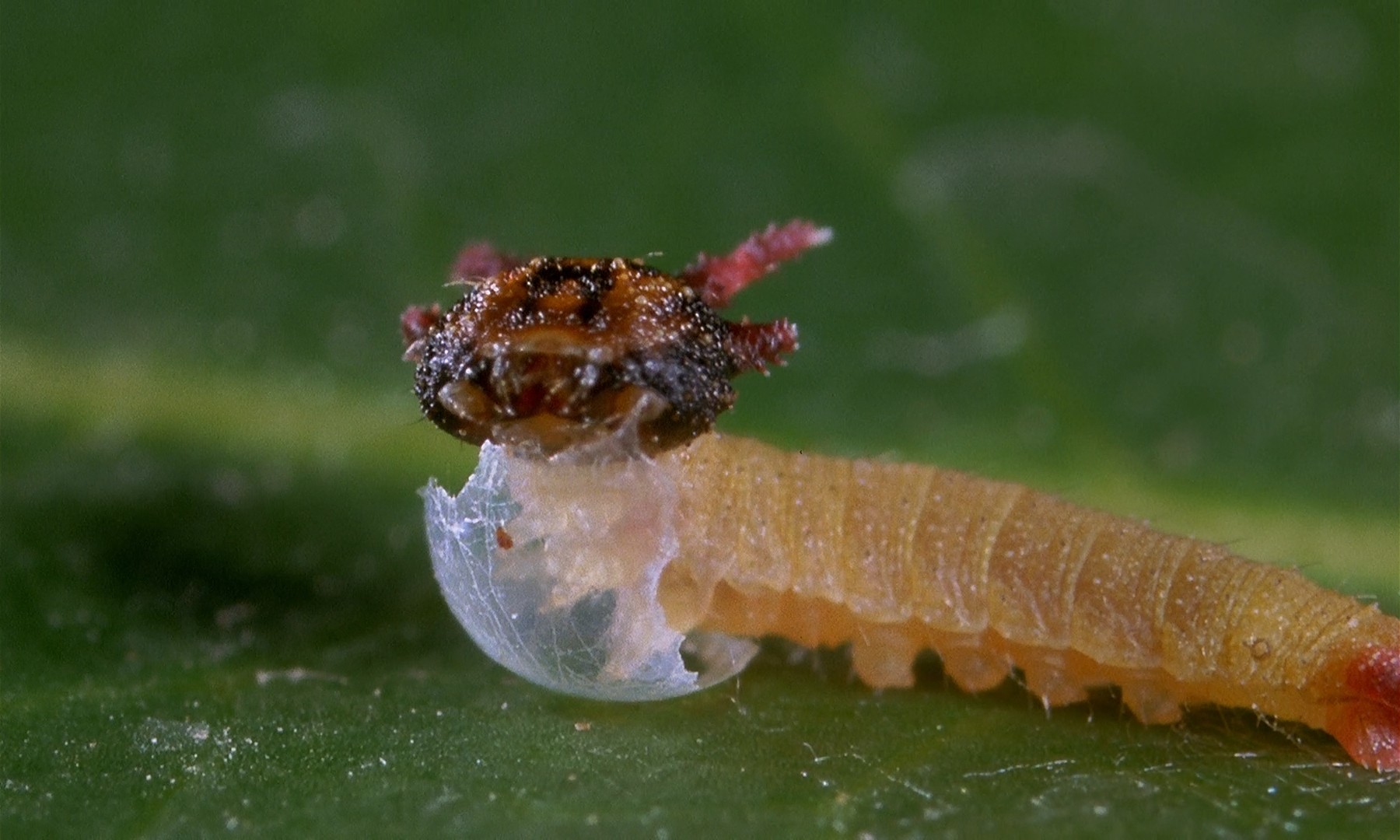 微观世界剧照的剧照