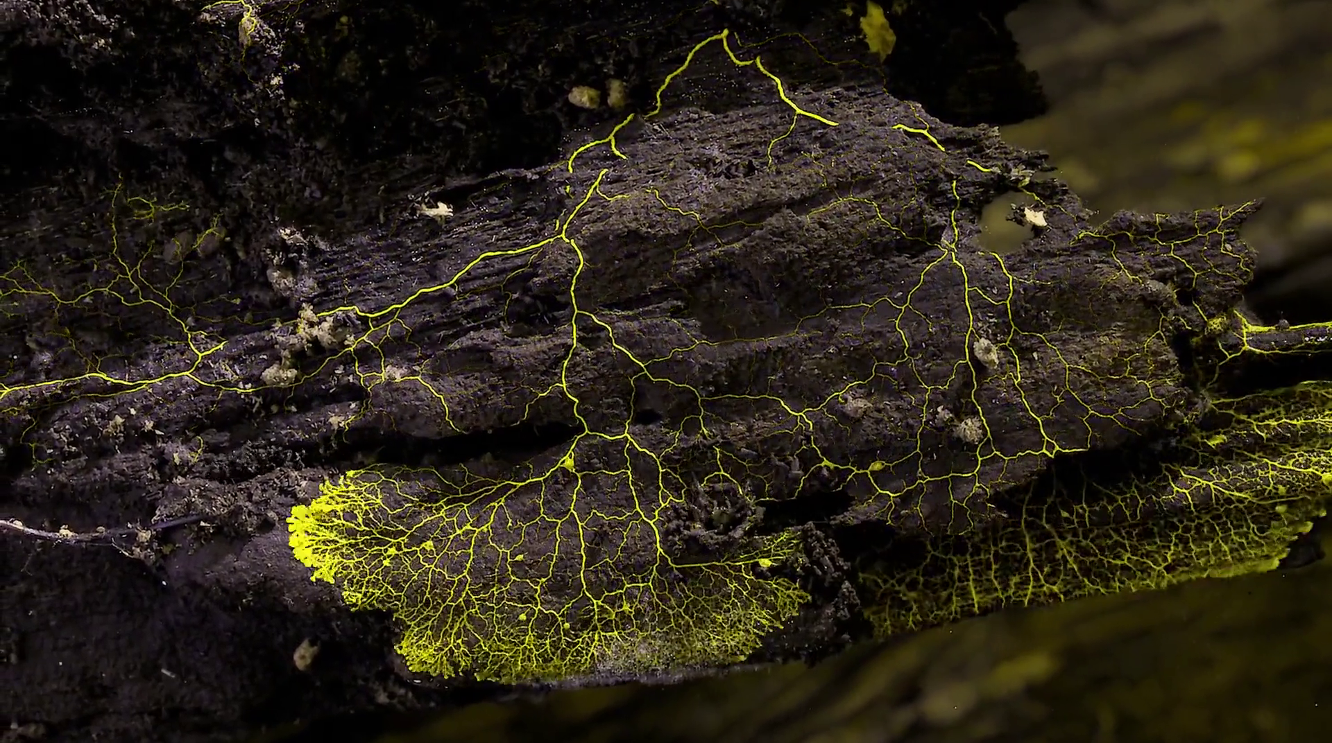 神奇的真菌剧照的剧照