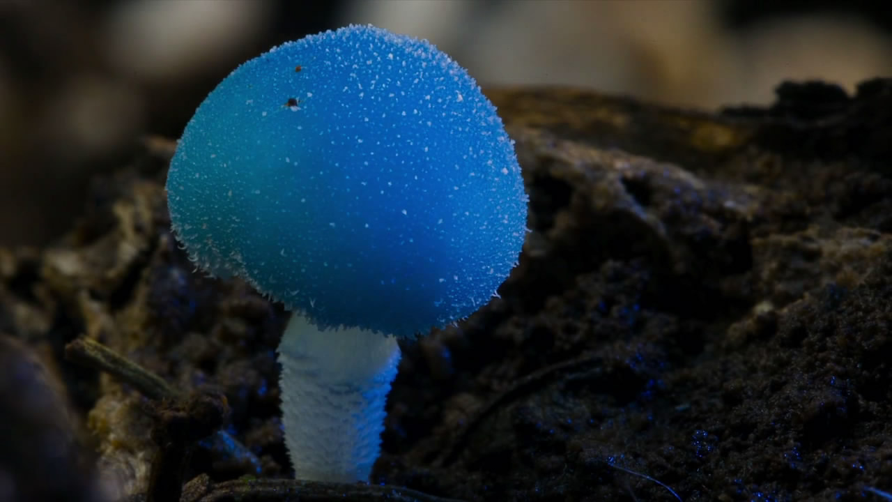 神奇的真菌剧照的剧照