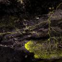 神奇的真菌剧照