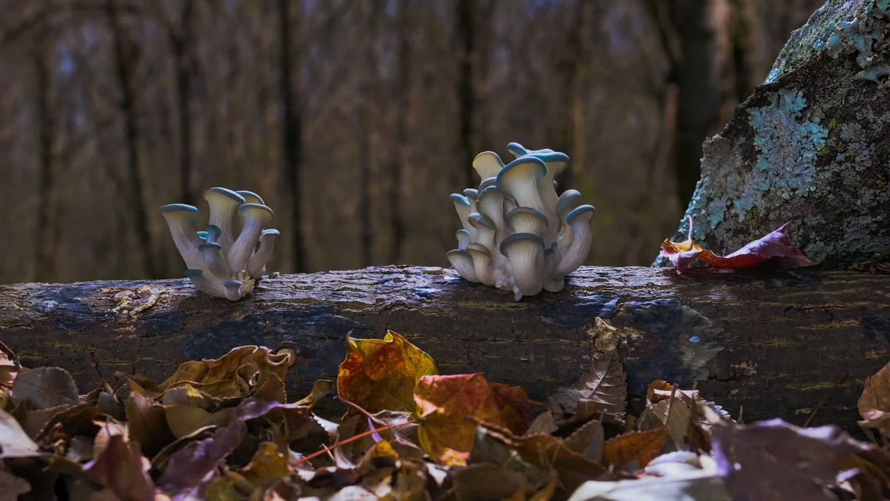 神奇的真菌剧照的剧照