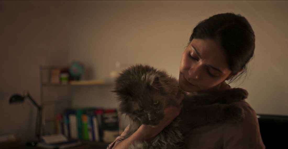 功能失常的猫剧照的剧照