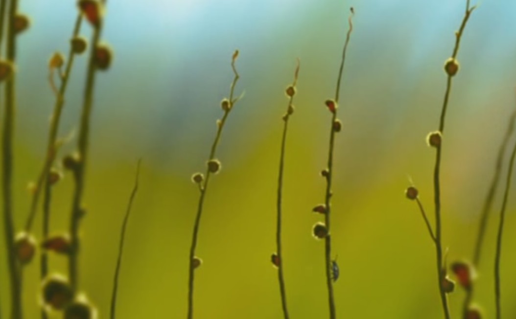 消失的天猫座剧照的剧照