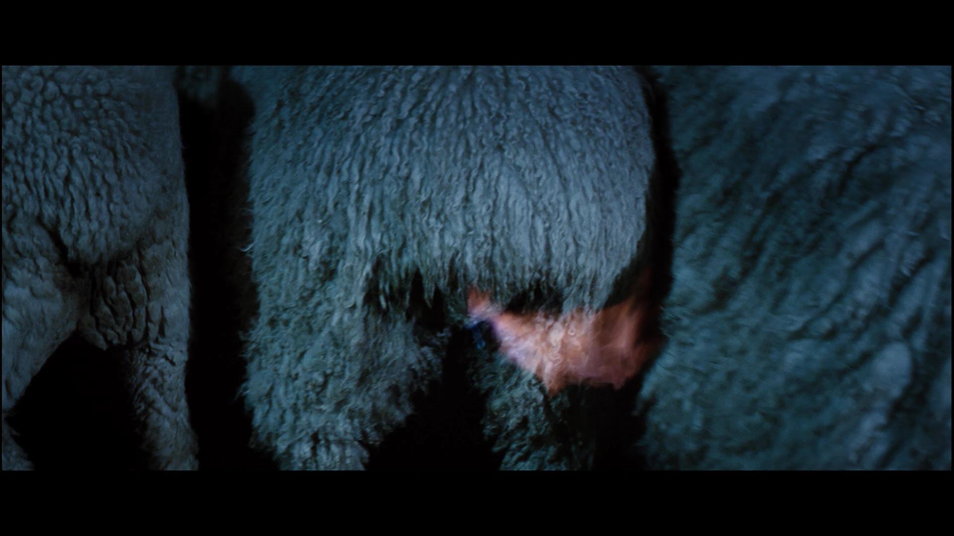 疯羊剧照的剧照