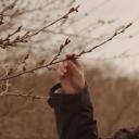 盛开的樱花树下剧照