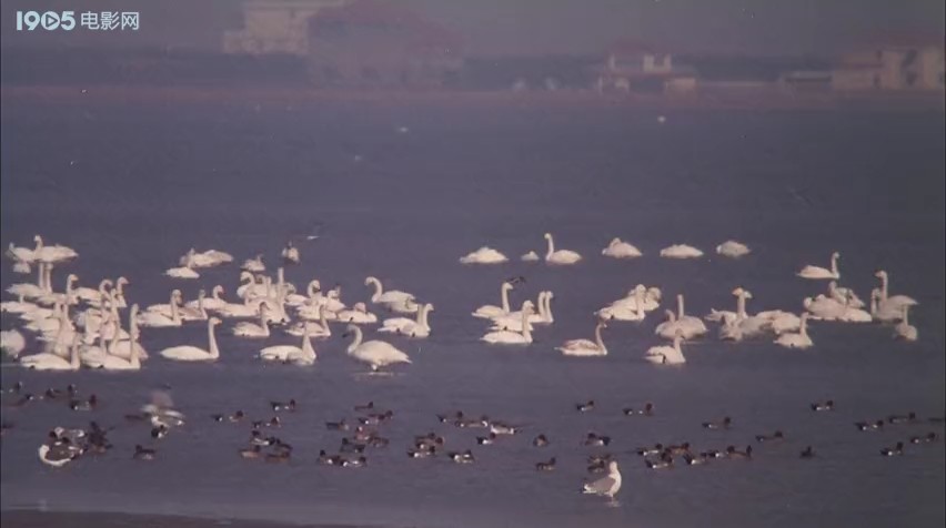 白天鹅的故事剧照的剧照