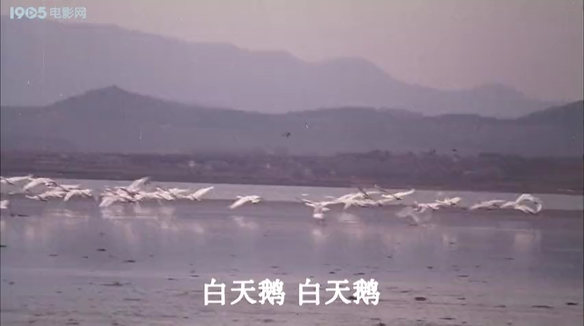 白天鹅的故事剧照的剧照