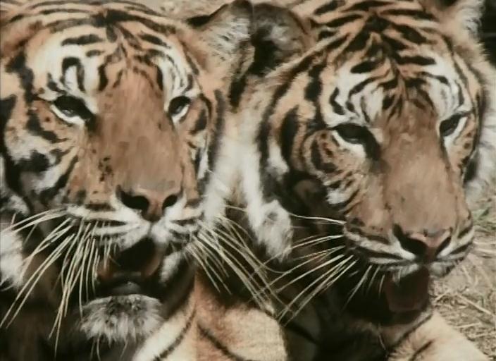 热带丛林历险记剧照的剧照