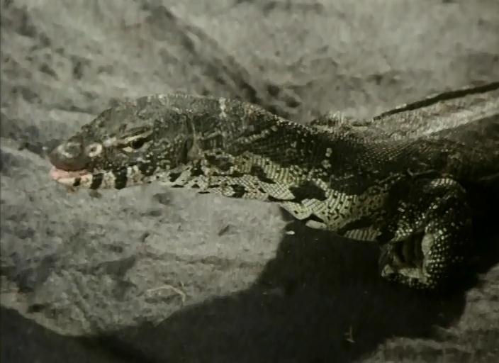 热带丛林历险记剧照的剧照