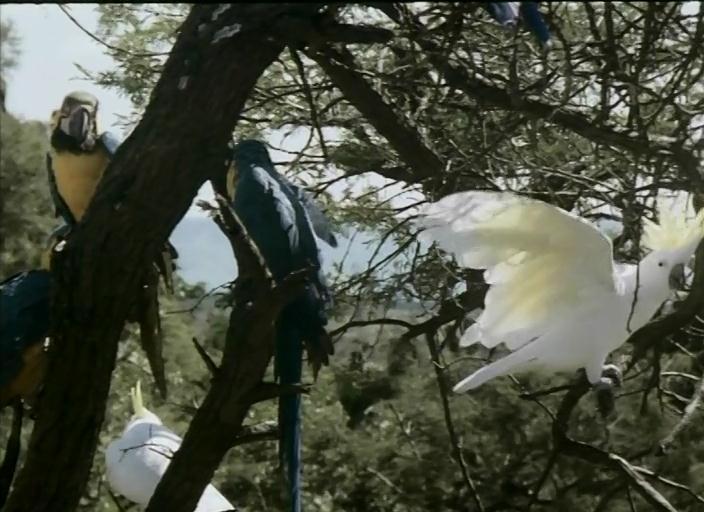 热带丛林历险记剧照的剧照