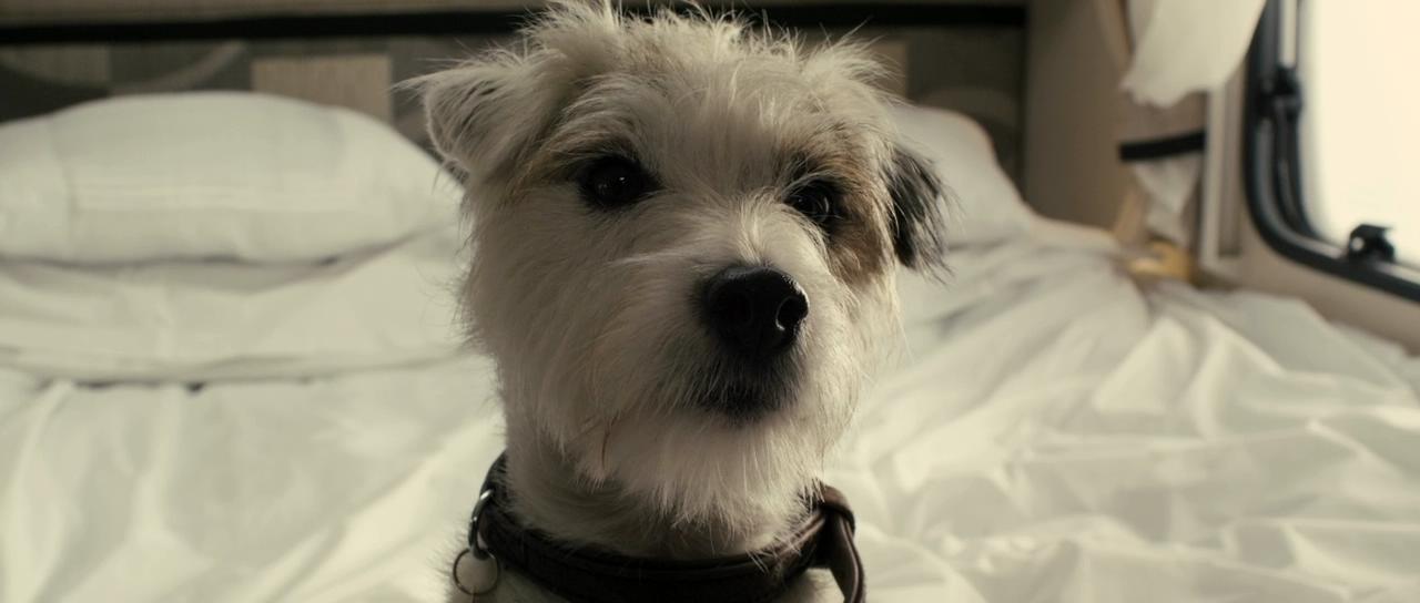 观光客剧照的剧照