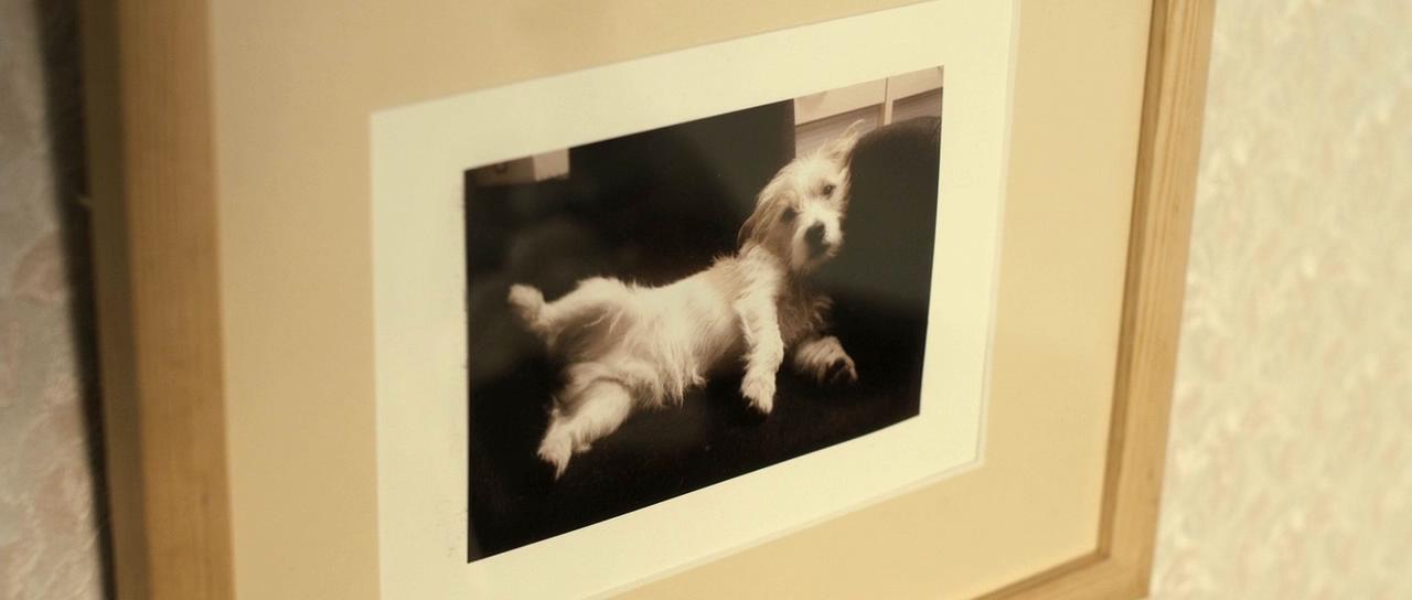 观光客剧照的剧照