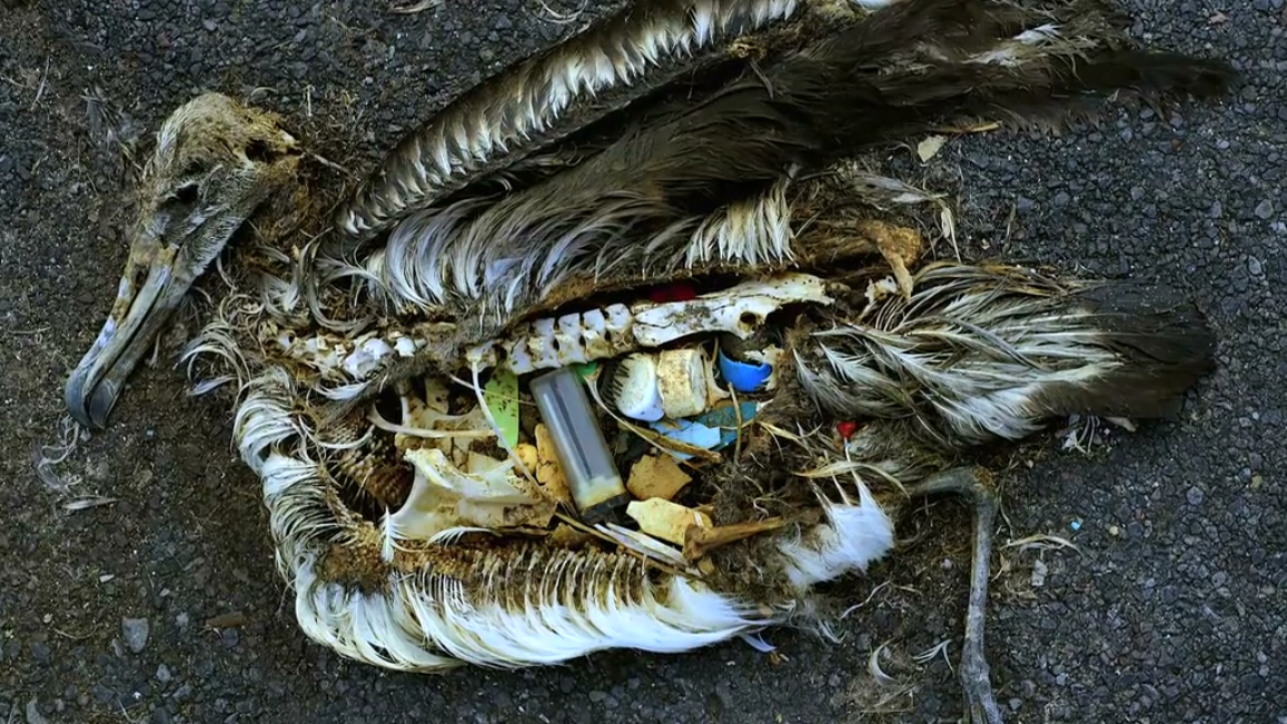 海洋星球剧照的剧照